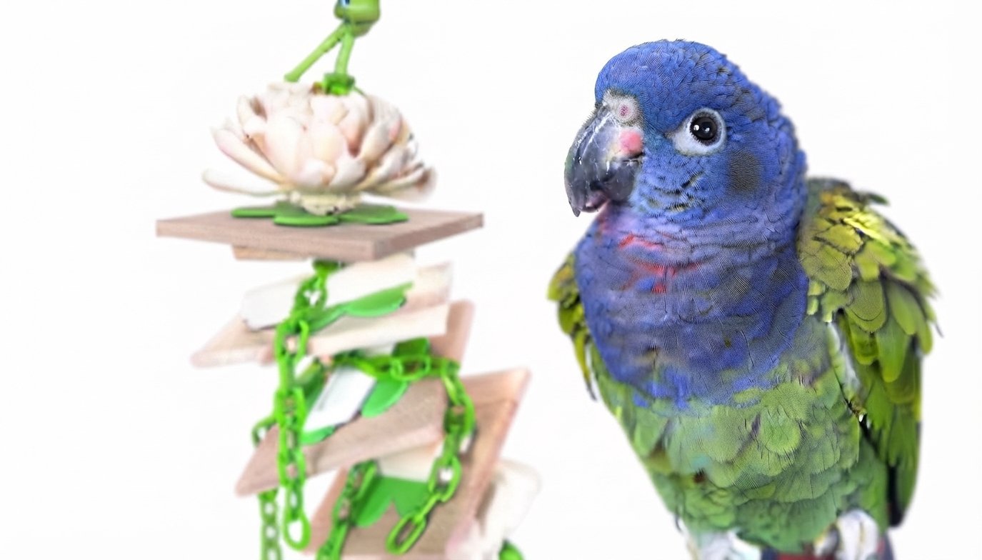 Parrot with handcrafted toy